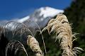 2007 03 23 Franz Josef _ Fox Glacier 025_DXO